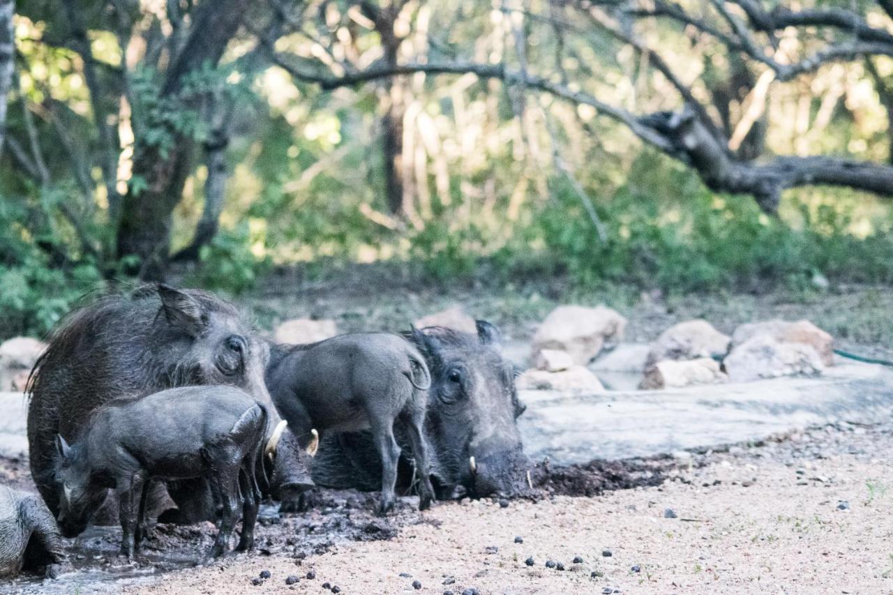 Hello Kruger Hideaway Cottage & Skilpad Studio Marloth Park Ngoại thất bức ảnh