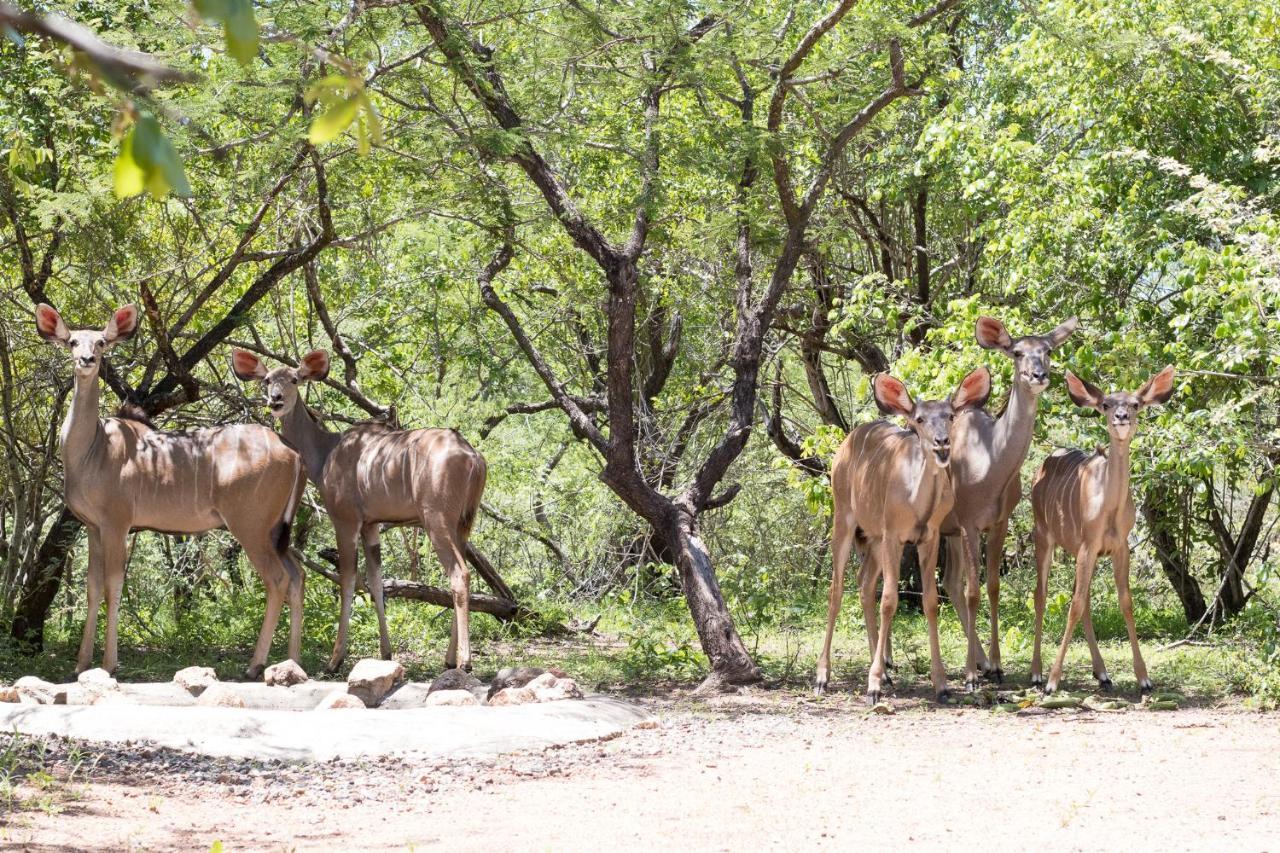 Hello Kruger Hideaway Cottage & Skilpad Studio Marloth Park Ngoại thất bức ảnh